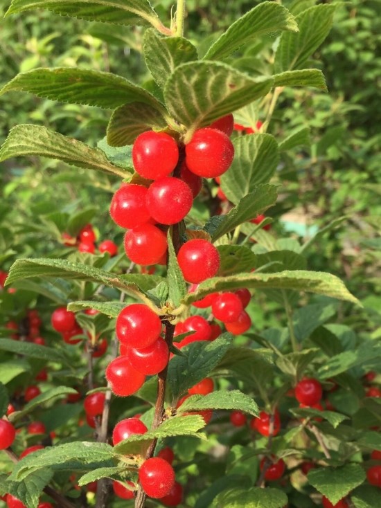 f4653c7c51792acff2dba3f2a6890411_1466648