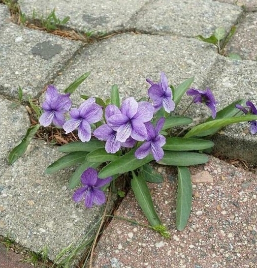 fe90ce8b8612bec39e68e0b5adc243f5_1465110